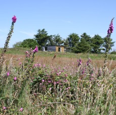 The Cabin across field with foxgloves