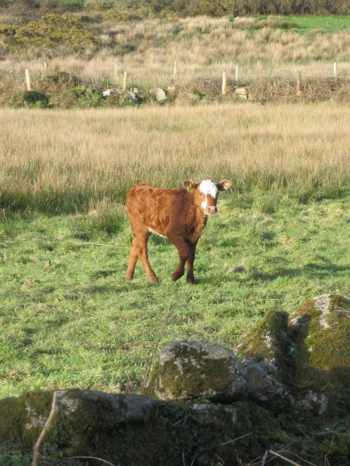 Brown & White calf